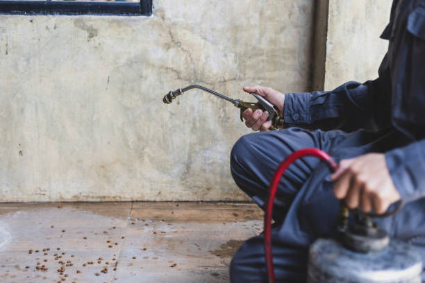 Best Best Pest Control Companies  in Haliimaile, HI